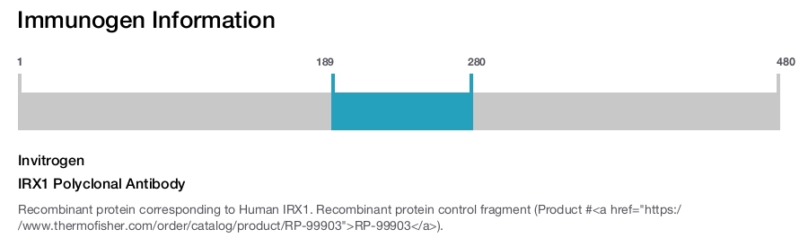 IRX1 Polyclonal Antibody