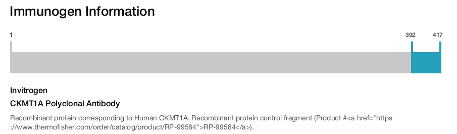 CKMT1A Polyclonal Antibody