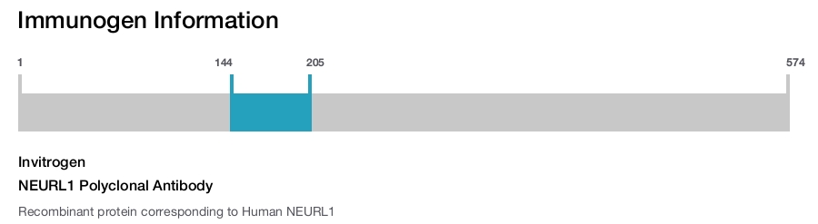 NEURL1 Polyclonal Antibody