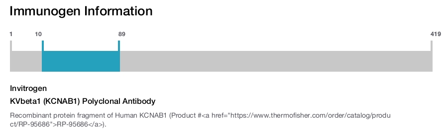 KVbeta1 (KCNAB1) Polyclonal Antibody