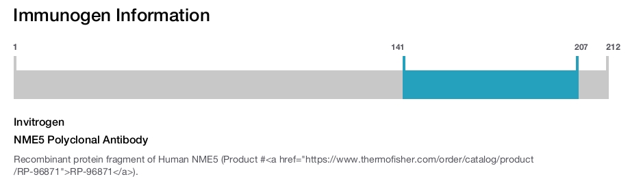NME5 Polyclonal Antibody