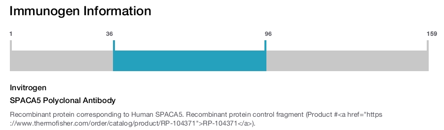 SPACA5 Polyclonal Antibody