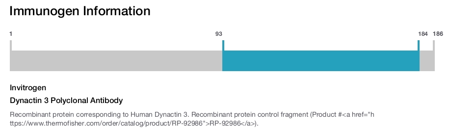 Dynactin 3 Polyclonal Antibody
