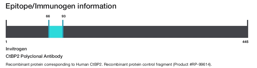CtBP2 Polyclonal Antibody