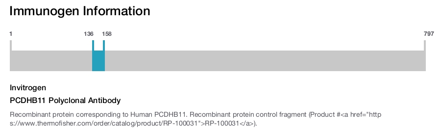 PCDHB11 Polyclonal Antibody