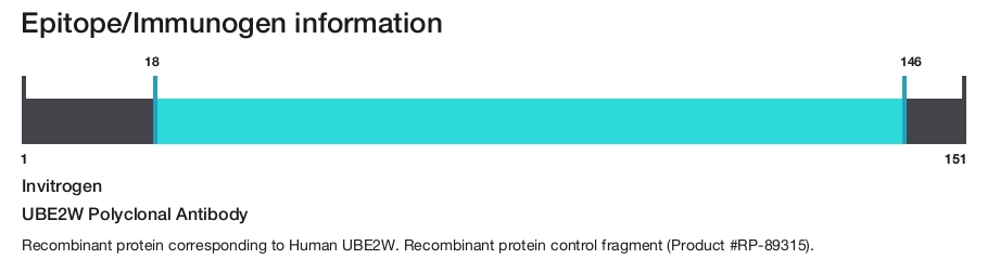 UBE2W Polyclonal Antibody