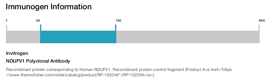 NDUFV1 Polyclonal Antibody