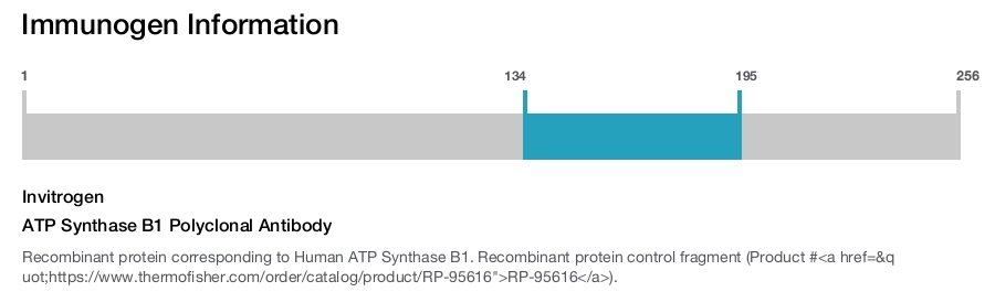 ATP Synthase B1 Polyclonal Antibody