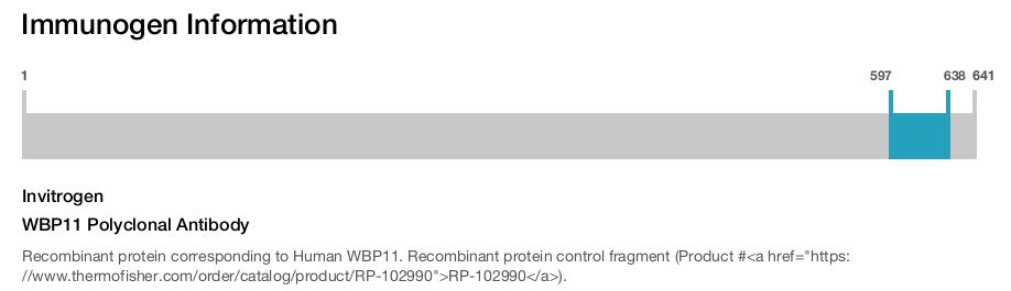 WBP11 Polyclonal Antibody