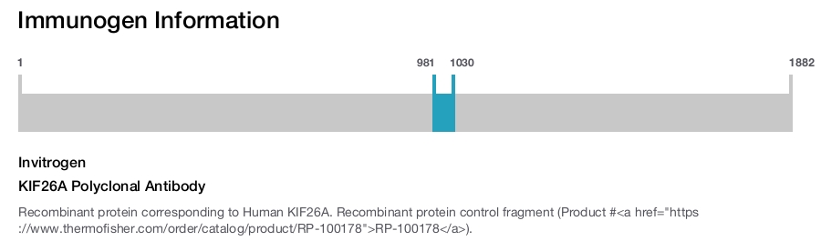 KIF26A Polyclonal Antibody