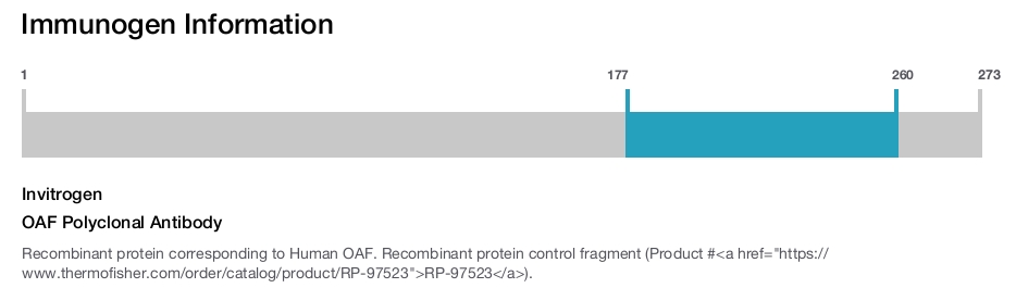 OAF Polyclonal Antibody