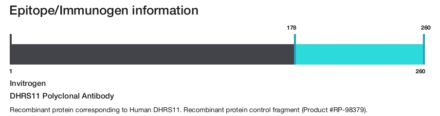 DHRS11 Polyclonal Antibody