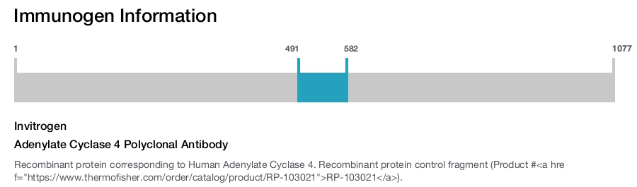 Adenylate Cyclase 4 Polyclonal Antibody
