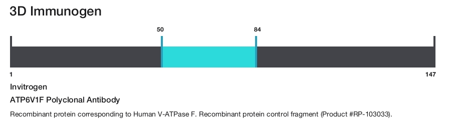 ATP6V1F Polyclonal Antibody