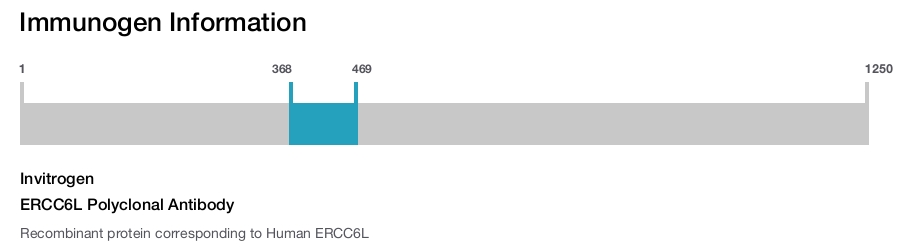 ERCC6L Polyclonal Antibody