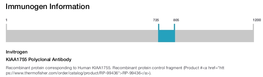 KIAA1755 Polyclonal Antibody