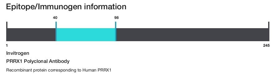 PRRX1 Polyclonal Antibody