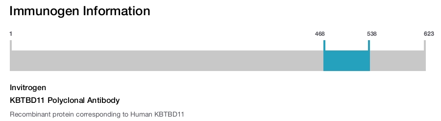 KBTBD11 Polyclonal Antibody