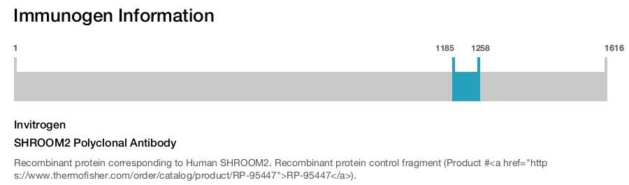 SHROOM2 Polyclonal Antibody