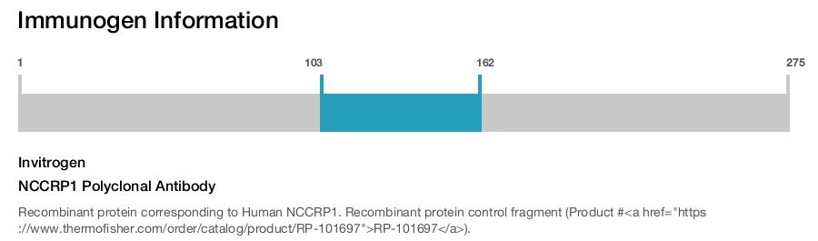 NCCRP1 Polyclonal Antibody