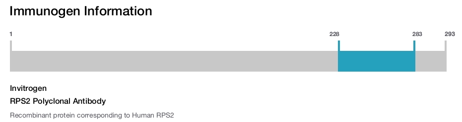 RPS2 Polyclonal Antibody