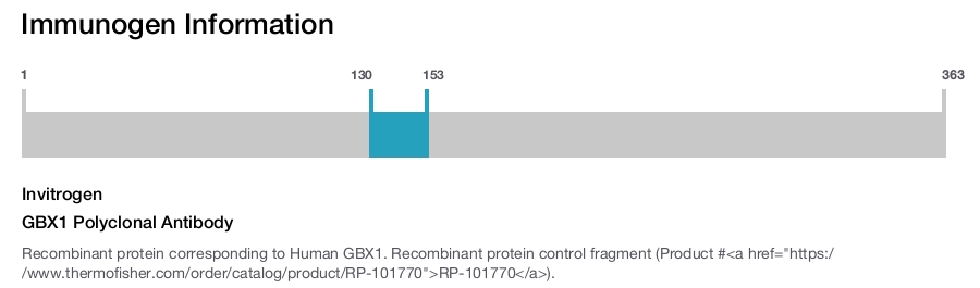 GBX1 Polyclonal Antibody