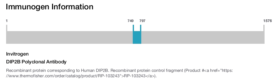 DIP2B Polyclonal Antibody