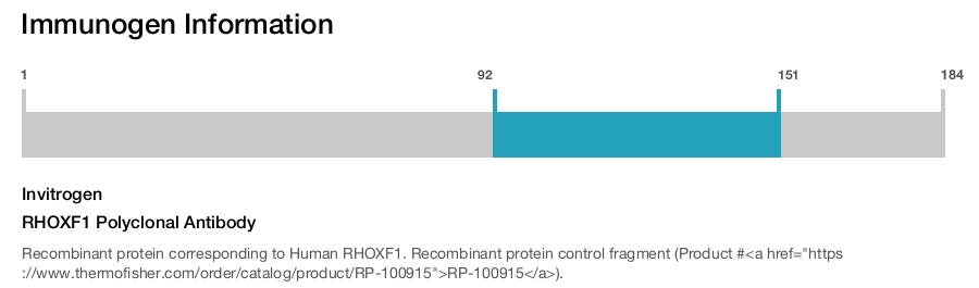 RHOXF1 Polyclonal Antibody