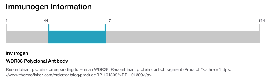 WDR38 Polyclonal Antibody