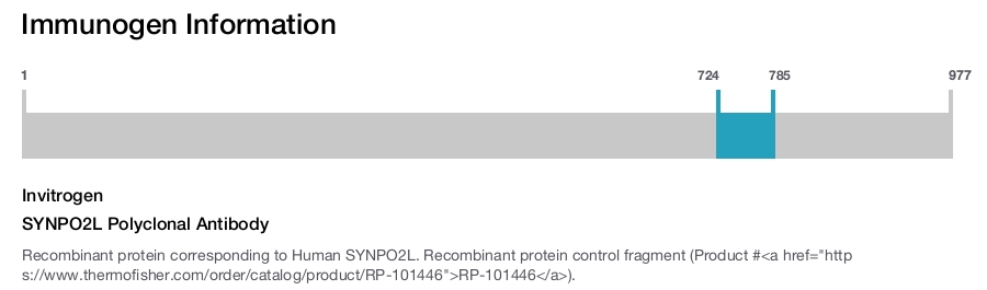 SYNPO2L Polyclonal Antibody