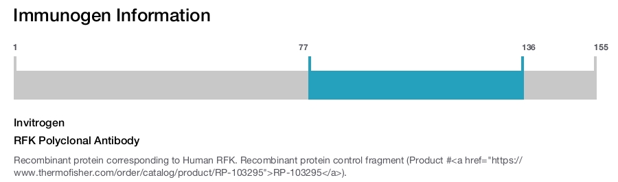 RFK Polyclonal Antibody