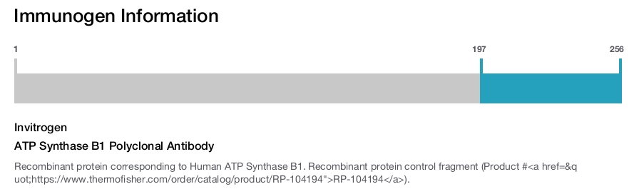 ATP Synthase B1 Polyclonal Antibody