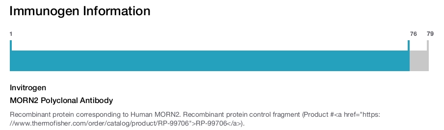 MORN2 Polyclonal Antibody