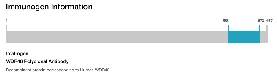 WDR48 Polyclonal Antibody