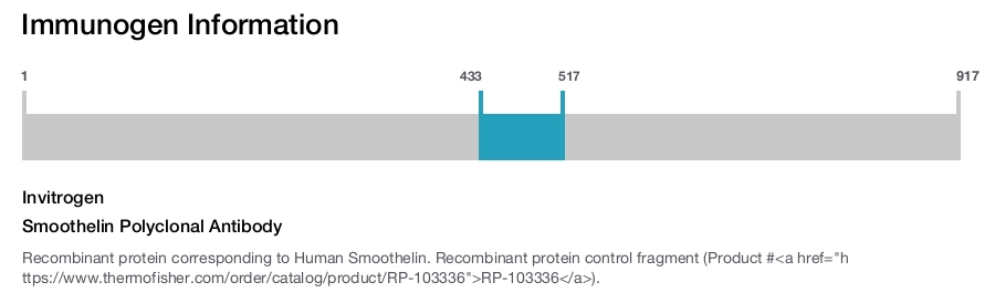 Smoothelin Polyclonal Antibody