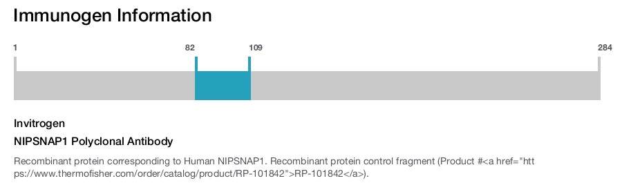 NIPSNAP1 Polyclonal Antibody