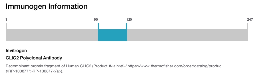 CLIC2 Polyclonal Antibody
