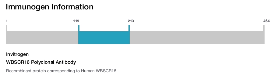WBSCR16 Polyclonal Antibody