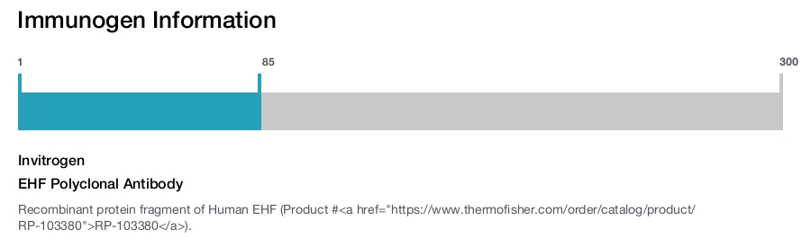 EHF Polyclonal Antibody