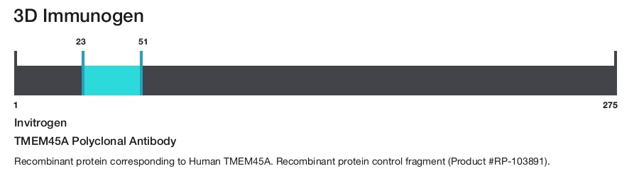 TMEM45A Polyclonal Antibody