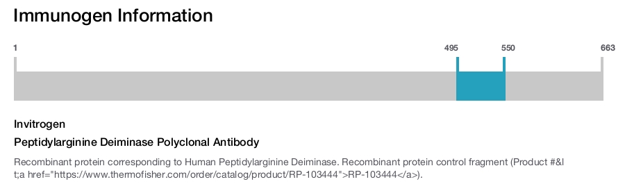 Peptidylarginine Deiminase Polyclonal Antibody