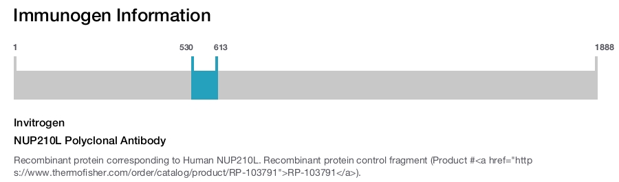 NUP210L Polyclonal Antibody