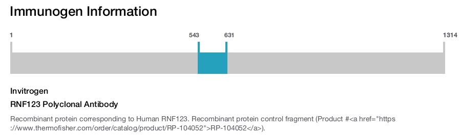RNF123 Polyclonal Antibody