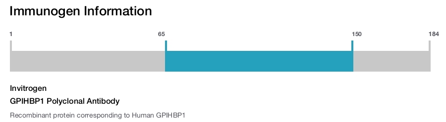GPIHBP1 Polyclonal Antibody