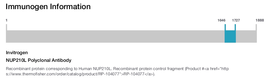 NUP210L Polyclonal Antibody