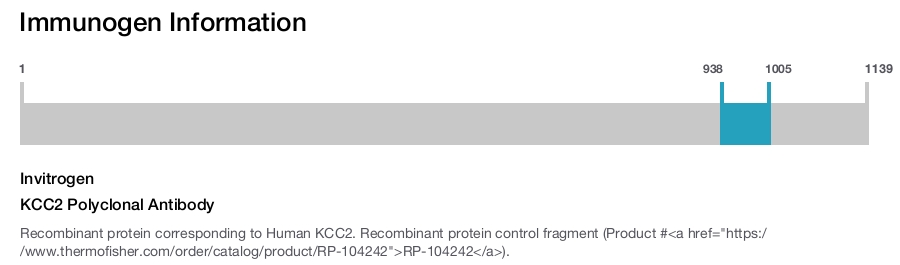 KCC2 Polyclonal Antibody