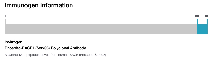 Phospho-BACE1 (Ser498) Polyclonal Antibody