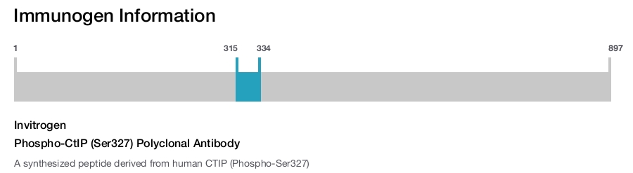 Phospho-CtIP (Ser327) Polyclonal Antibody