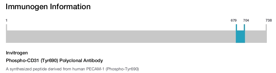 Phospho-CD31 (Tyr690) Polyclonal Antibody