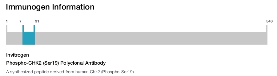 Phospho-CHK2 (Ser19) Polyclonal Antibody